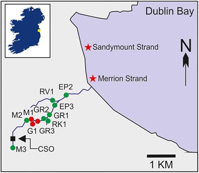 Identifying Sources of Faecal Contamination in a Small Urban Stream Catchment: A Multiparametric Approach